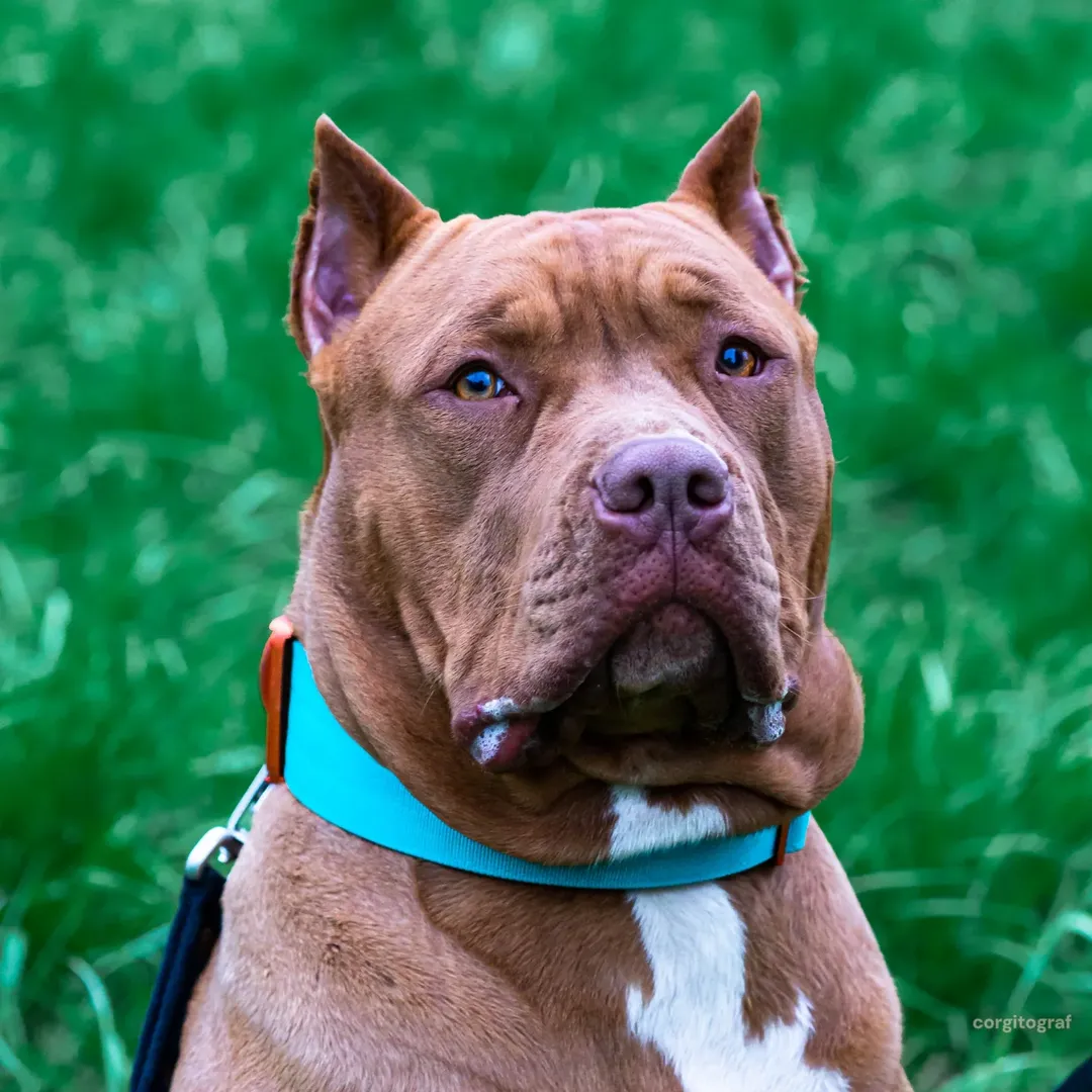 Zdjęcie przedstawia potężnego, brązowego psa w typie amerykańskiego pitbullteriera o kopiowanych uszach w jasnoniebieskiej obroży