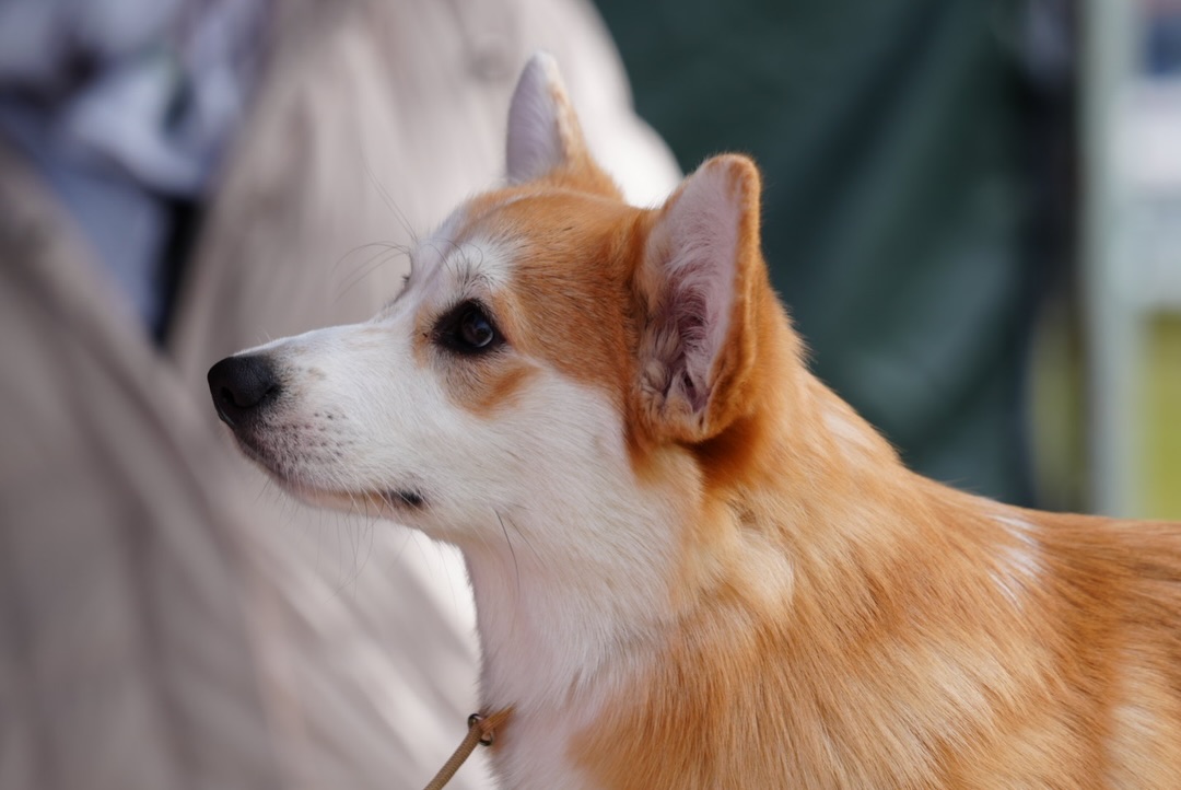 Welsh Corgi Pembroke w postawie wystawowej na ringu oceny