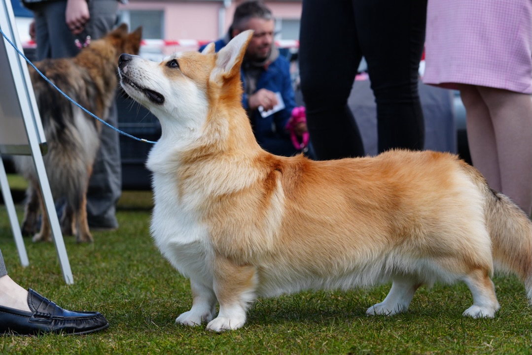 Drugi Welsh Corgi Pembroke dumnie stojący na ringu wystawowym